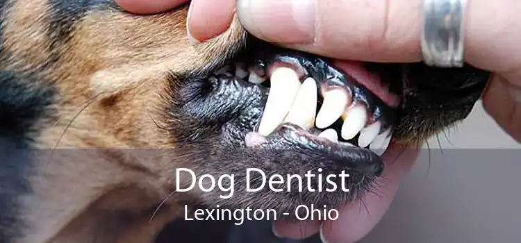Dog Dentist Lexington - Ohio