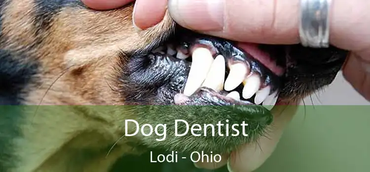 Dog Dentist Lodi - Ohio