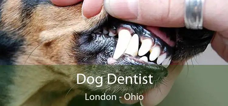 Dog Dentist London - Ohio