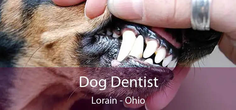 Dog Dentist Lorain - Ohio