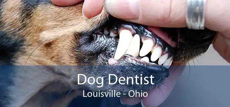 Dog Dentist Louisville - Ohio