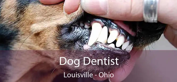 Dog Dentist Louisville - Ohio