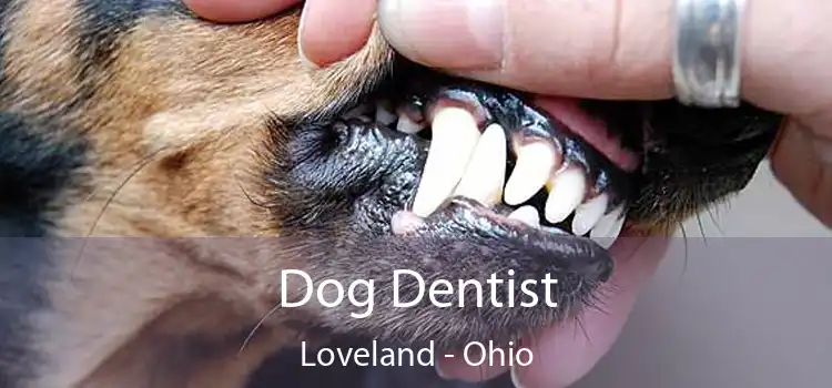 Dog Dentist Loveland - Ohio