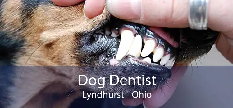 Dog Dentist Lyndhurst - Ohio