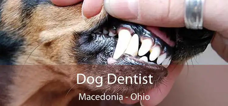 Dog Dentist Macedonia - Ohio