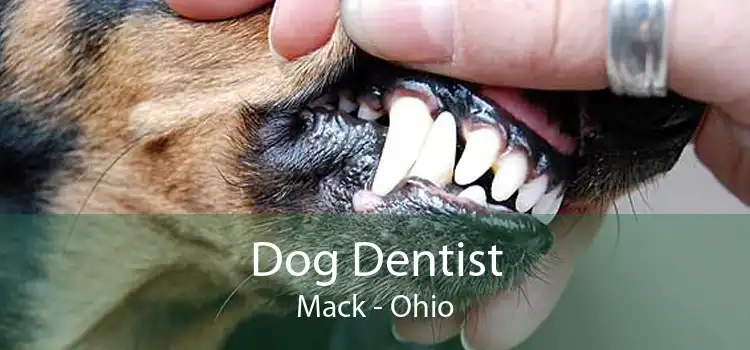 Dog Dentist Mack - Ohio