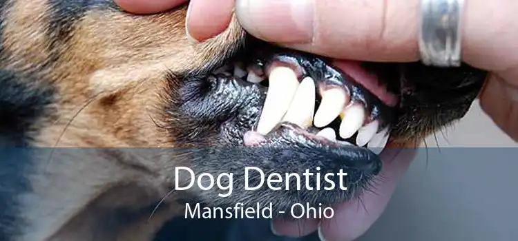 Dog Dentist Mansfield - Ohio