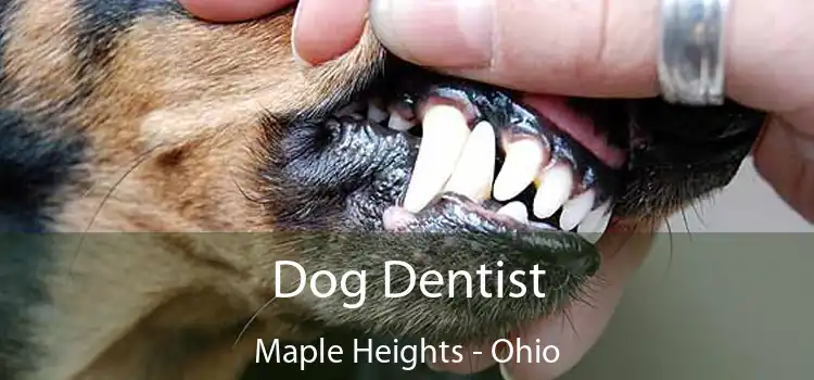 Dog Dentist Maple Heights - Ohio