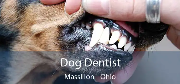 Dog Dentist Massillon - Ohio