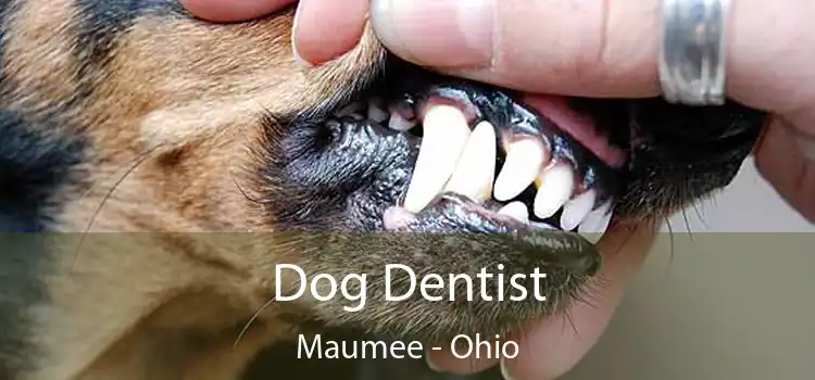 Dog Dentist Maumee - Ohio