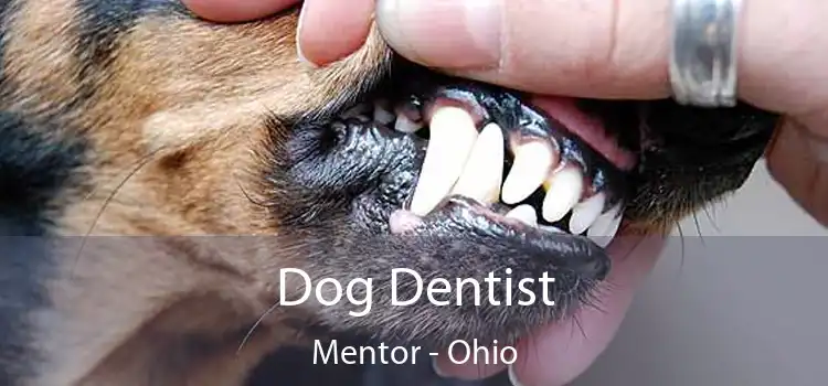 Dog Dentist Mentor - Ohio