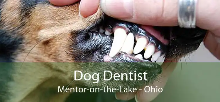 Dog Dentist Mentor-on-the-Lake - Ohio