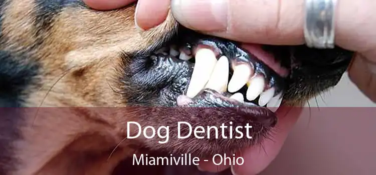 Dog Dentist Miamiville - Ohio