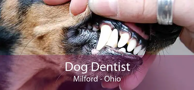 Dog Dentist Milford - Ohio