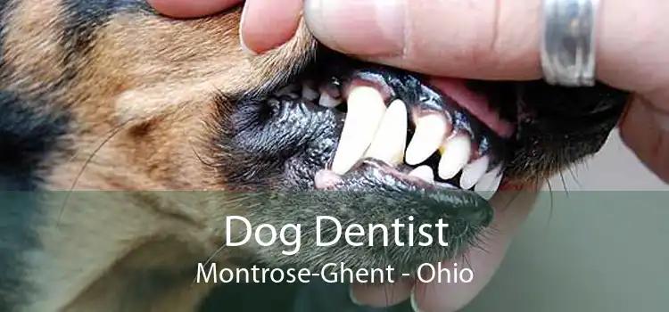 Dog Dentist Montrose-Ghent - Ohio