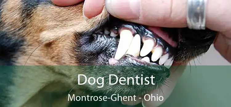 Dog Dentist Montrose-Ghent - Ohio