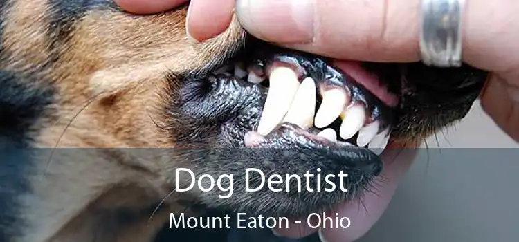 Dog Dentist Mount Eaton - Ohio