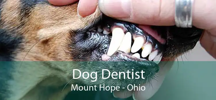 Dog Dentist Mount Hope - Ohio
