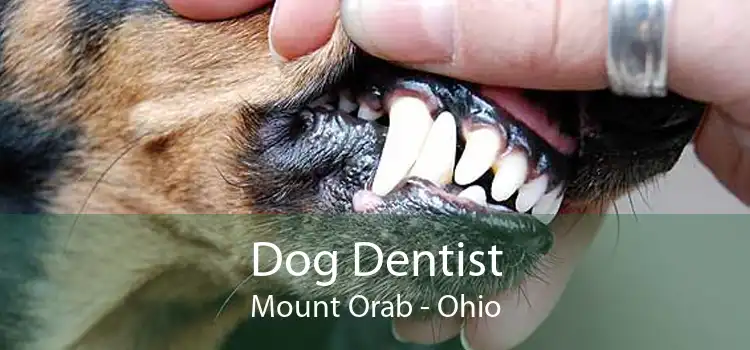 Dog Dentist Mount Orab - Ohio