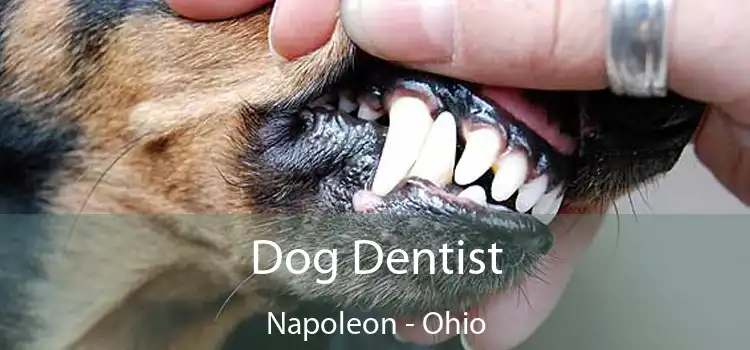 Dog Dentist Napoleon - Ohio
