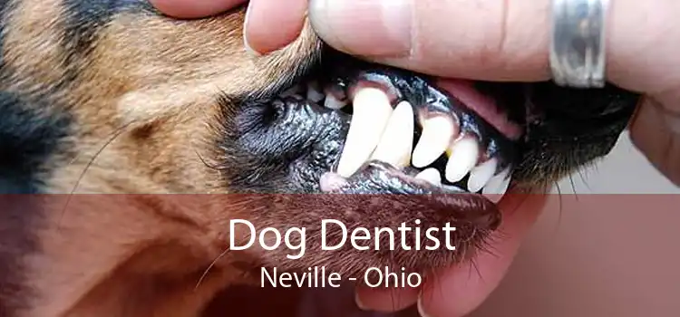 Dog Dentist Neville - Ohio