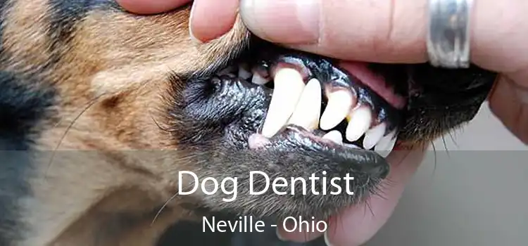 Dog Dentist Neville - Ohio