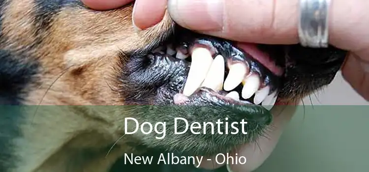 Dog Dentist New Albany - Ohio