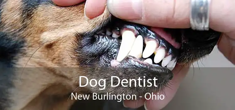 Dog Dentist New Burlington - Ohio
