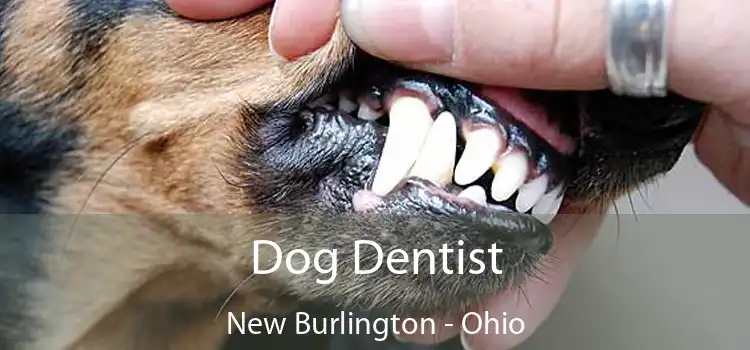 Dog Dentist New Burlington - Ohio