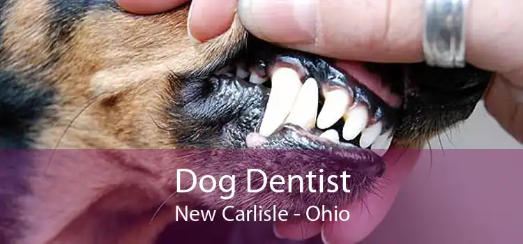 Dog Dentist New Carlisle - Ohio
