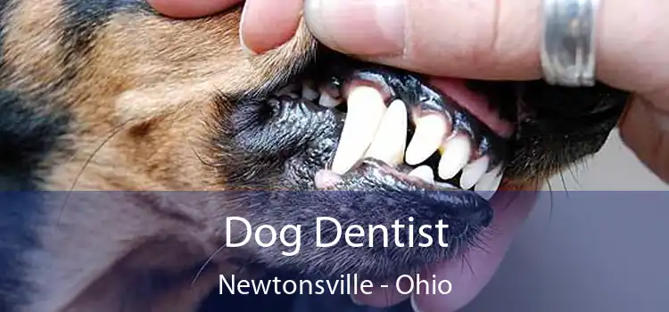 Dog Dentist Newtonsville - Ohio