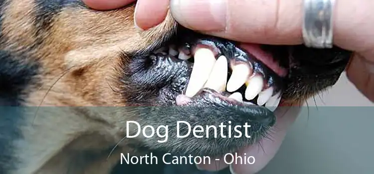 Dog Dentist North Canton - Ohio