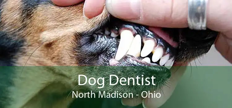 Dog Dentist North Madison - Ohio