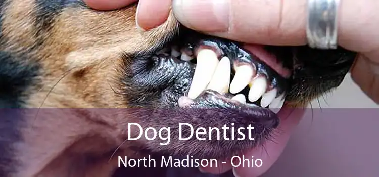 Dog Dentist North Madison - Ohio