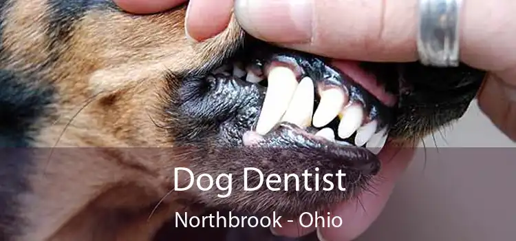 Dog Dentist Northbrook - Ohio