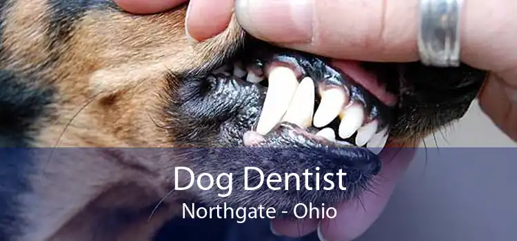 Dog Dentist Northgate - Ohio