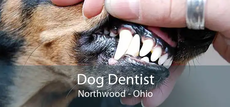 Dog Dentist Northwood - Ohio