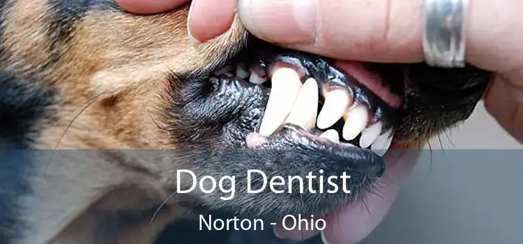 Dog Dentist Norton - Ohio