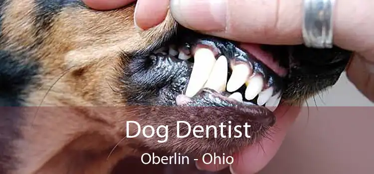 Dog Dentist Oberlin - Ohio