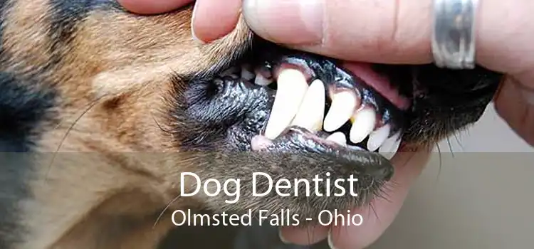 Dog Dentist Olmsted Falls - Ohio