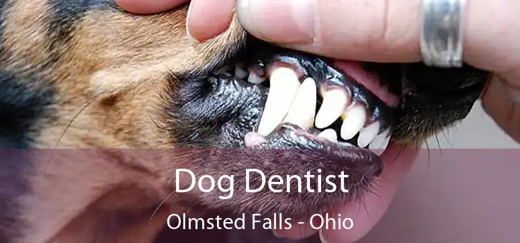 Dog Dentist Olmsted Falls - Ohio