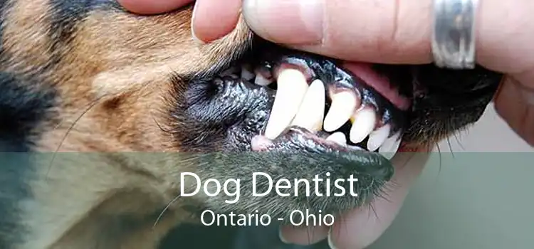 Dog Dentist Ontario - Ohio