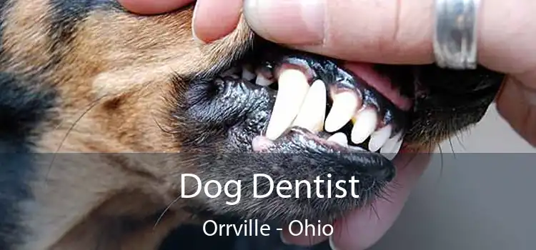 Dog Dentist Orrville - Ohio