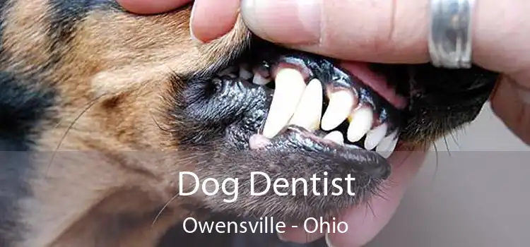 Dog Dentist Owensville - Ohio