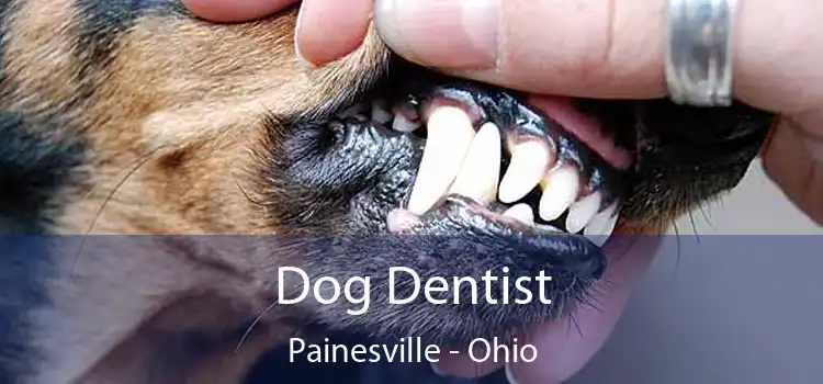 Dog Dentist Painesville - Ohio