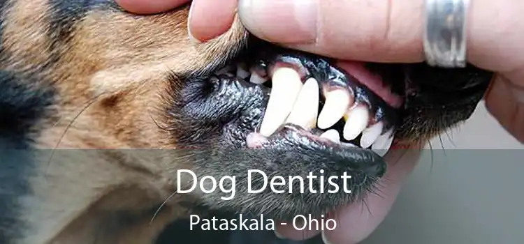 Dog Dentist Pataskala - Ohio