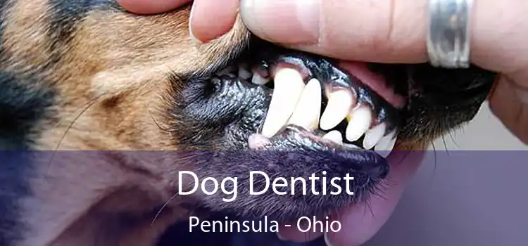 Dog Dentist Peninsula - Ohio