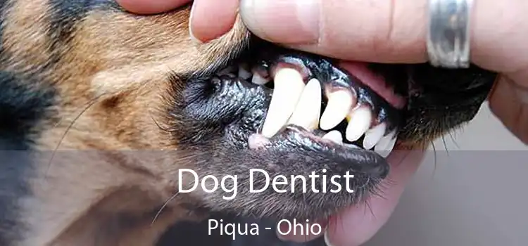 Dog Dentist Piqua - Ohio