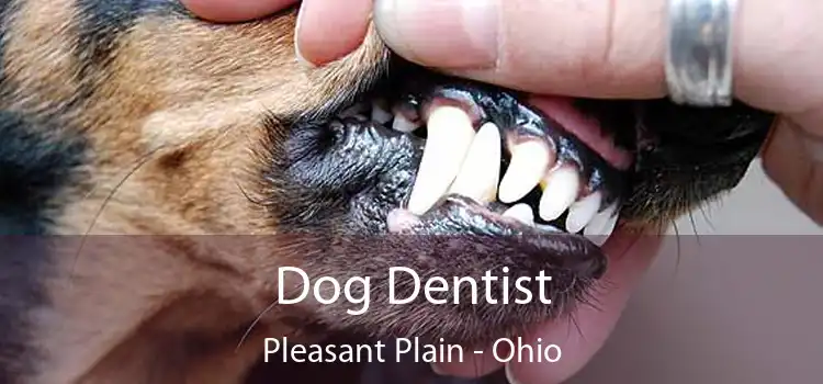 Dog Dentist Pleasant Plain - Ohio