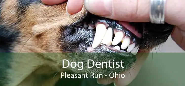 Dog Dentist Pleasant Run - Ohio